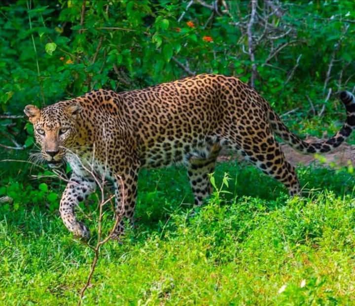 Malindu Yala Gate Hotel Tissamaharama Bagian luar foto
